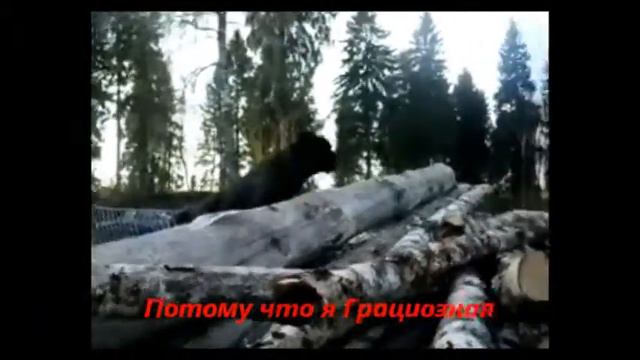 Кане Корсо | Cane Corso смотреть онлайн
