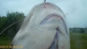 Мой первый сом на квок! Волхов. #Поимка_сома_на_квок