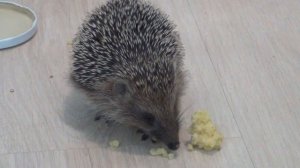 Видео про ежиков