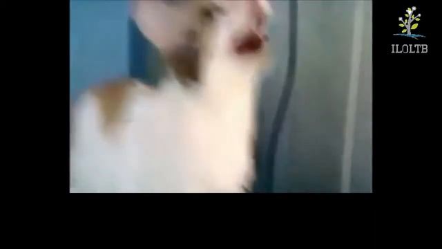 Кошки разговаривают Забавные кошки Кошки мяукают Приколы с кошками смотреть онлайн