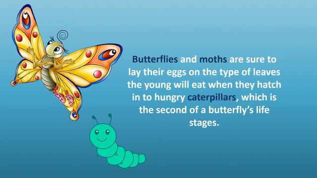 How does a caterpillar become a butterfly ? смотреть онлайн
