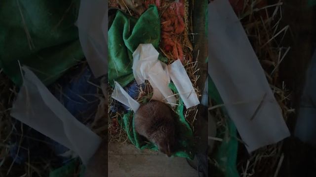 Луговая собачка. смотреть онлайн