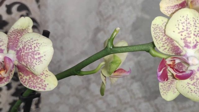 Фаленопсис Пульсация долго цветущий сорт. Очень влагоемкий грунт. смотреть онлайн