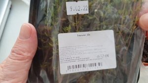 Тимьян(чабрец) и Розмарин. Как вырастить без хлопот. Тимьян размножение черенками.