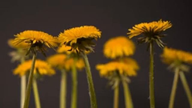 Buddhist Mantra For Healing health love money pain смотреть онлайн