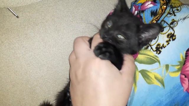 Котёнок кусается)) kitten bites смотреть онлайн