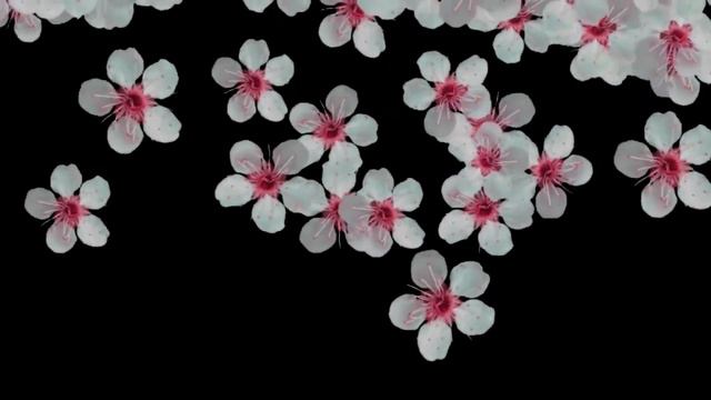 Футажи для видео (падающие цветы хромокей)