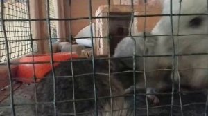 Звуки шиншиллы: маленькие шиншиллята говорят с мамой