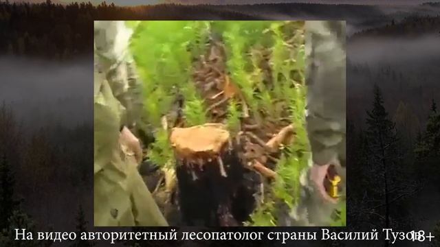 Чёрные лесорубы посадили министра Шеверду. Беспредел в Иркутской области смотреть онлайн