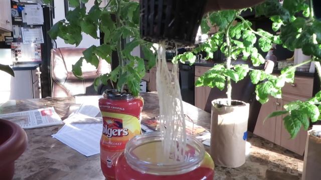 What is the Hydroponic Kratky Method? How do I set it up to grow vegetables? A Guide for the Newbi смотреть онлайн