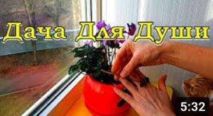 ЦИКЛАМЕН - капризуля: правильный полив, температура, влажность, освещенность, уход