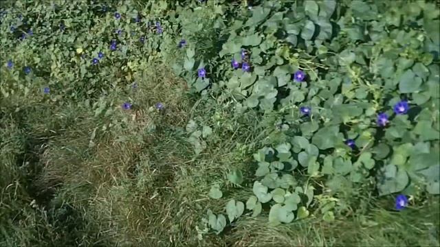 ВОТ ЭТО НАШЕЛ ВОЗЛЕ РЕКИ смотреть онлайн