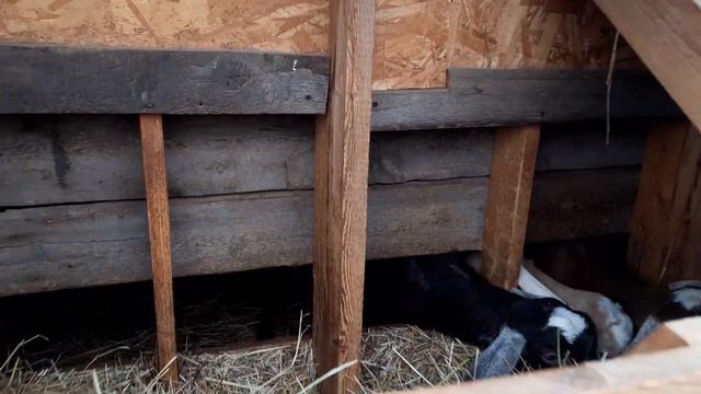 Какие кормушки у коз смотреть онлайн