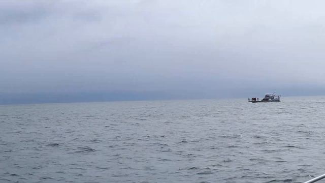 Встретили горбатого кита на Камчатке смотреть онлайн