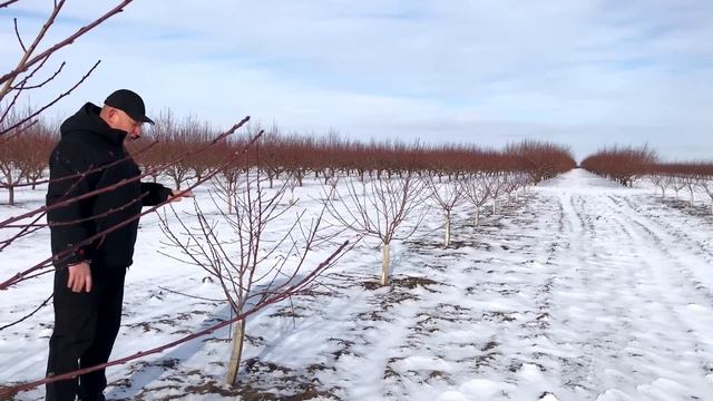 Обязательно сделайте это в саду зимой!!! смотреть онлайн