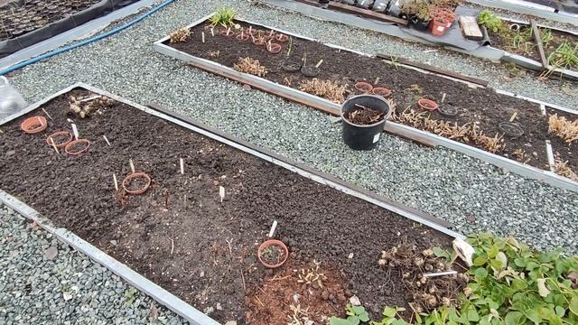 Выкапываю лилии? Продажа осень23/весна 24?12.11.2023 смотреть онлайн