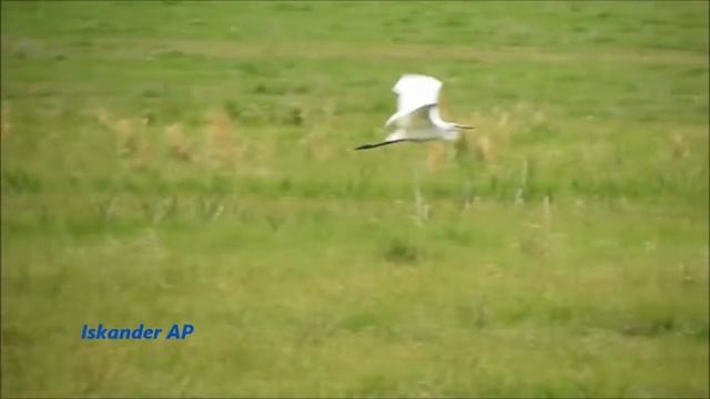 Цапля белая / Фото ОХОТА / White egret смотреть онлайн