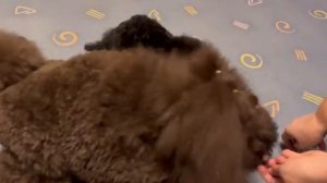 Первый урок .Команда Ползи. Дрессировка пуделя.