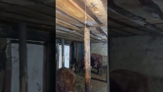 Загнал коров в стойло. 13-11-2022#лпх#Хайр#акбас#аулиеколь# смотреть онлайн