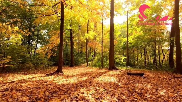 Медитация Исцеление травм Прошлого. Возрождение смотреть онлайн