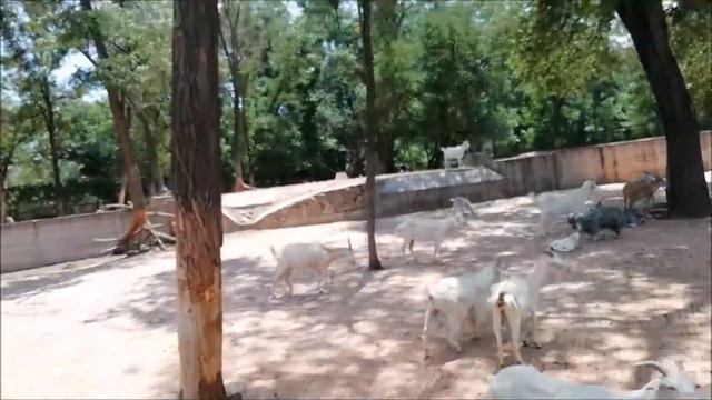 ВЛОГ:ЗООПАРК САФАРИ//КОЗЛЯТА//ЕДЕМ НА ПАРОВОЗЕ смотреть онлайн