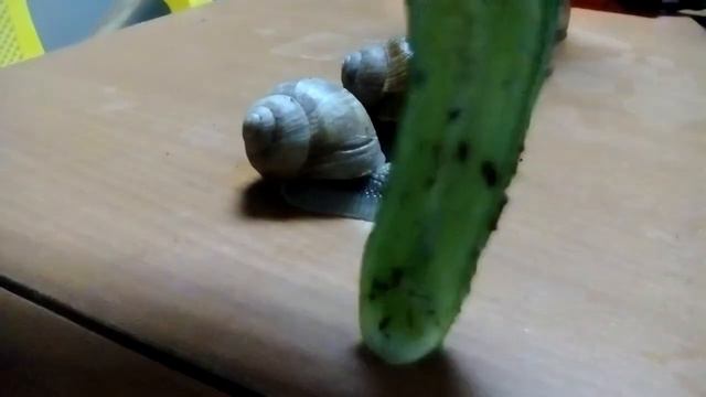 тайная жызьнь домашних животных 1 смотреть онлайн