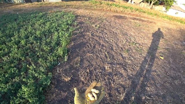 Как мы вырастили большой Арахис.Свой дом. смотреть онлайн