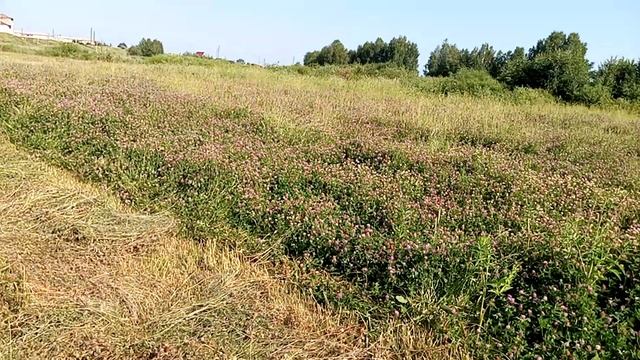 на сенокосе ворошение смотреть онлайн