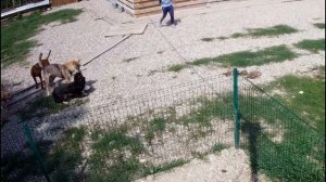 ДРАКА ПИТБУЛЯ С ВОЛКОСОБОМ ПО КАМЕРАМ ВИДЕОНАБЛЮДЕНИЯ !!! ВОЛК/БОЙ СОБАК/ВОЛК VS ПИТБУЛЬ.