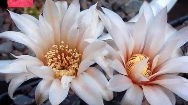 Кактусы смотреть онлайн