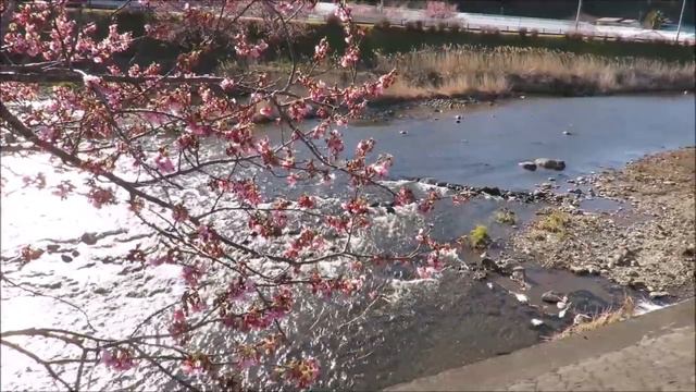 Река Кавадзу, цветение сакуры/Kawazu river and sakura blooming смотреть онлайн