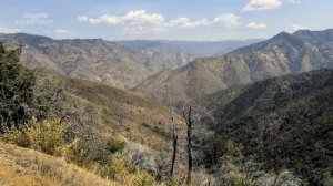 Получены данные телефонов погибшей семьи и их собаки. Дело наконец раскрыто