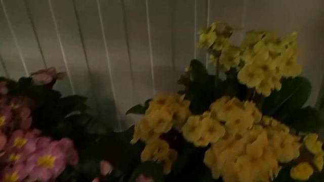 Primula acaulis big plants смотреть онлайн