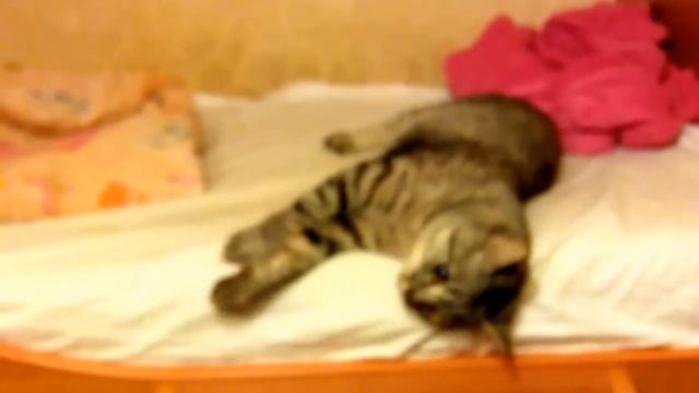 Кошка не пускает хозяйку на кровать смотреть онлайн