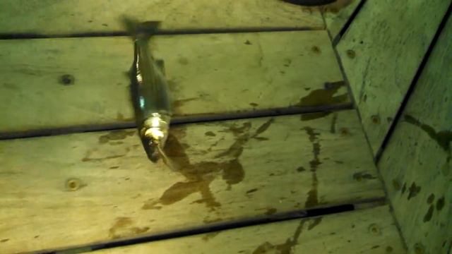 Blood Instinct: Fly fishing Striperz смотреть онлайн