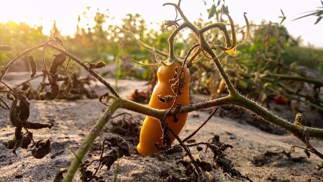 CHORE POMIDORY - CZY MOŻEMY Z NICH POBIERAĆ NASIONA? KIEDY I W JAKICH OKOLICZNOŚCIACH? смотреть онлайн