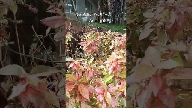 GOVINDSUDHA Acalypha Plant смотреть онлайн