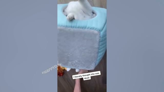 Я РЖАЛ ЦЕЛЫЙ ЧАС _СМЕШНЫЕ ЖИВОТНЫЕ_ТЕСТ НА ПСИХИКУ_ ПОПРОБУЙ НЕ ЗАСМЕЯТЬСЯ_ЛУЧШИЕ ПРИКОЛЫ#135.mp4 смотреть онлайн