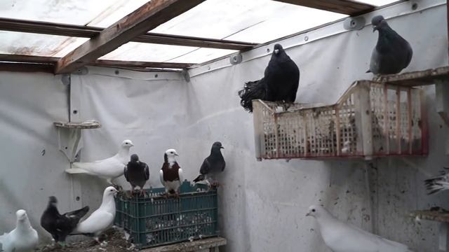 ГОЛУБИ. Закрытие сезона. Раздача голубей#голуби#голубеводство#голубятня#дача смотреть онлайн