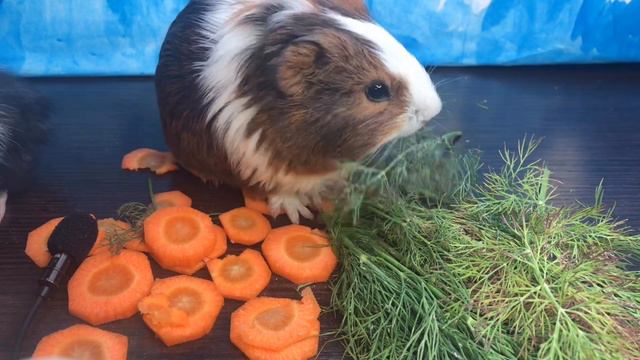 ASMR | guinea pig eats | carrots and dill | АСМР МОРСКИЕ СВИНКИ КУШАЮТ МОРКОВКУ смотреть онлайн