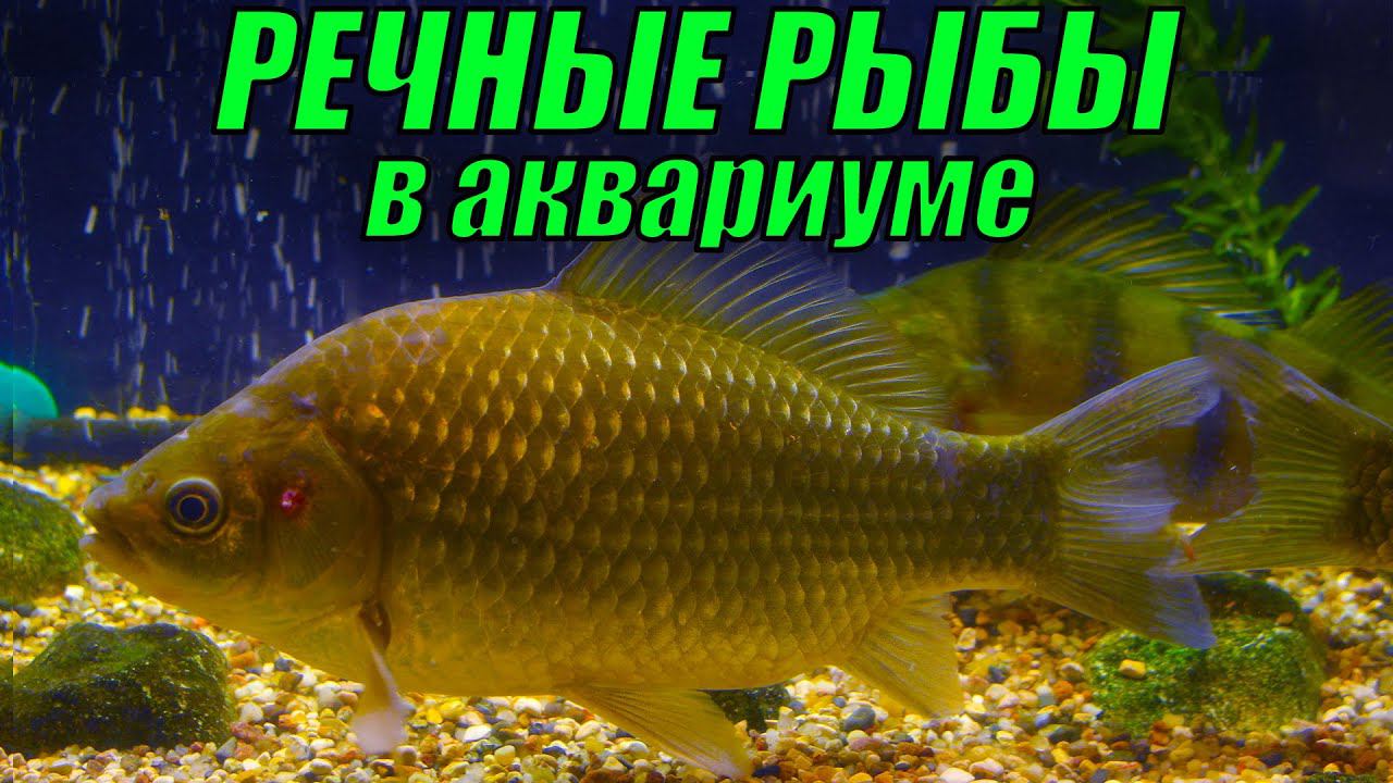 Целый год содержу речных рыб в аквариуме - ПОДВЕДЕНИЕ ИТОГОВ смотреть онлайн