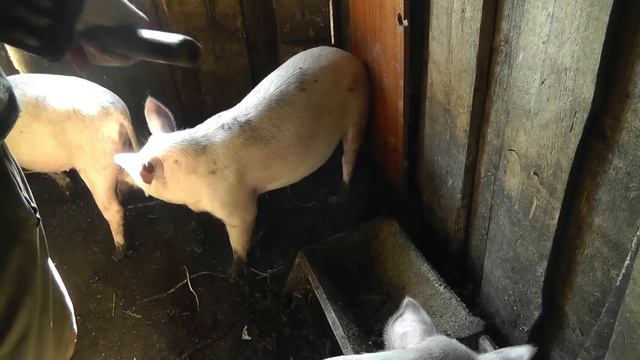 УЖЕ НАДОЕЛИ ВСЕМ/КОПАЕМ КАРТОШКУ/ПОЧИСТИЛ У СВИНЕЙ/