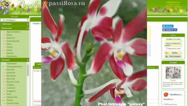 P. tetraspis "galaxy" смотреть онлайн