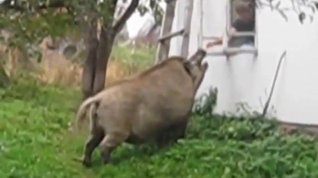 Дикий кабан Василий. Сосед из леса . смотреть онлайн