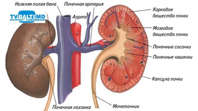 Три привычки разрушающие почки 01 07 22 смотреть онлайн