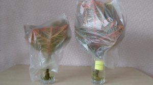 Размножение КРОТОНА Продолжение эксперимента Часть 2