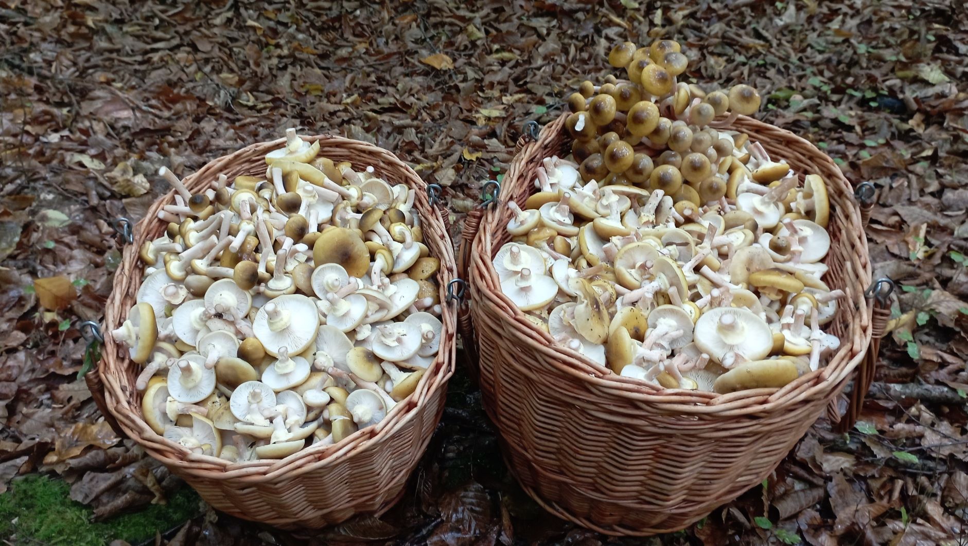 МЕДОВЫЕ ОПЯТА под дождём сами прыгают в корзины! По грибы 17 октября 2022 года. смотреть онлайн