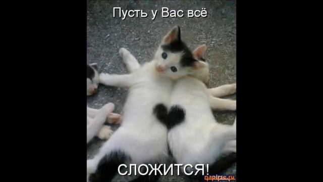 смешные кошки!!! :) FANNY CATS!!! Серия9. смотреть онлайн