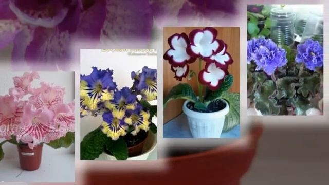 Какая красота ..Комнатные цветы фиалки... смотреть онлайн