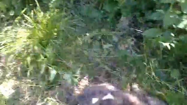 Бультерьер Берта после грязевых ванн смотреть онлайн